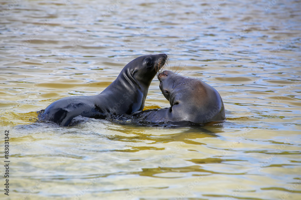 Fototapeta premium Galapagos sea lions playing in water at Gardner Bay, Espanola Island, Galapagos National park, Ecuador