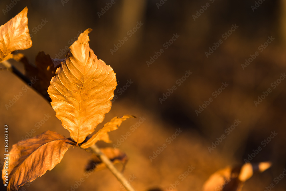 Obraz premium Golden Leaves