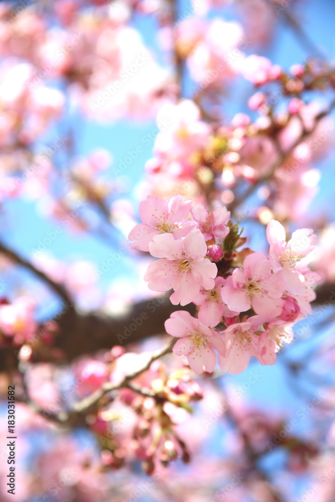 Obraz premium 河津桜 春イメージ