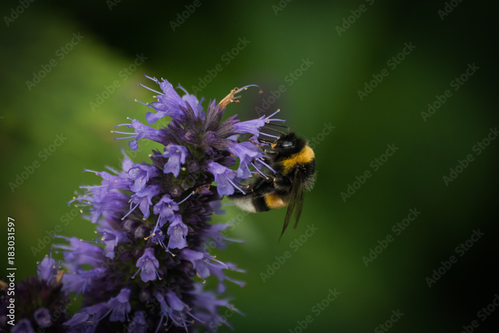 Macro shot of a bee and flower Macro shot of a bee and flower