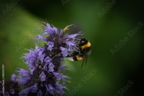 Macro shot of a bee and flower