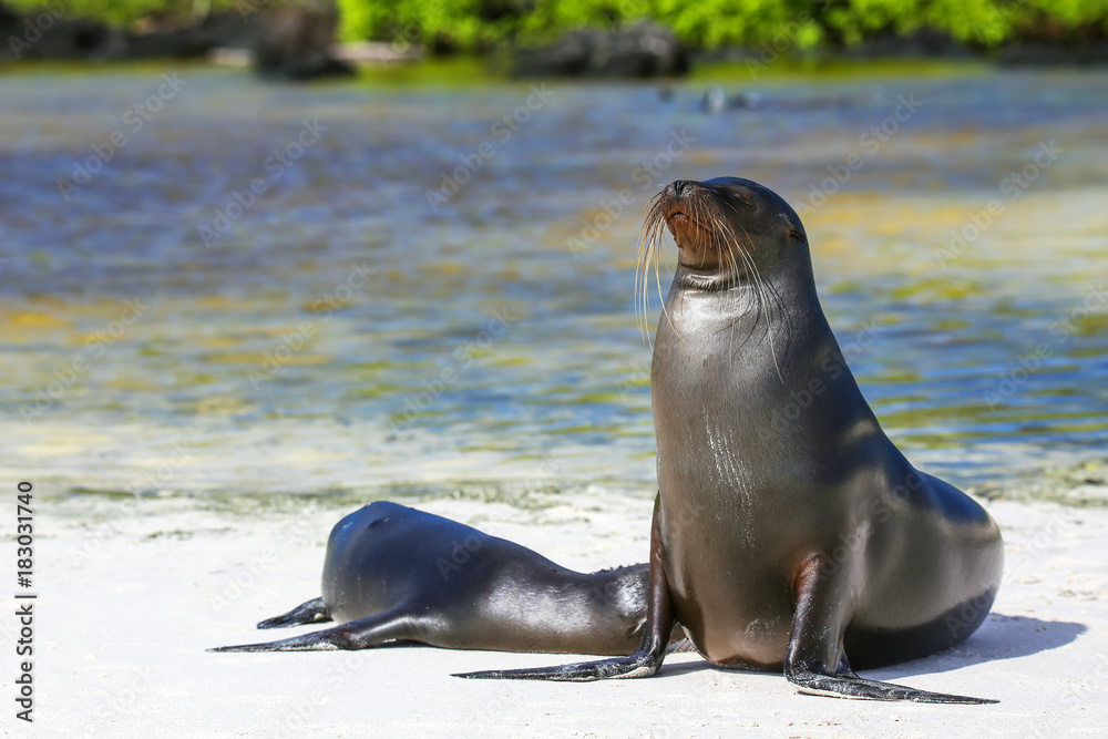 Obraz premium Galapagos sea lions on the beach at Gardner Bay, Espanola Island, Galapagos National park, Ecuador.