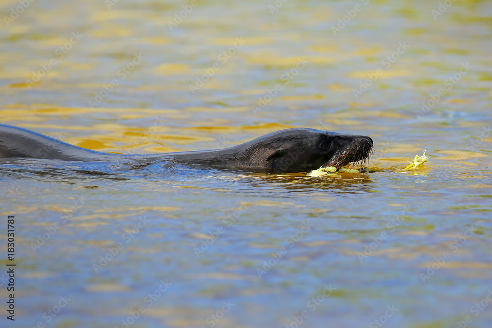 Fototapeta premium Galapagos sea lion swimming Gardner Bay, Espanola Island, Galapagos National park, Ecuador