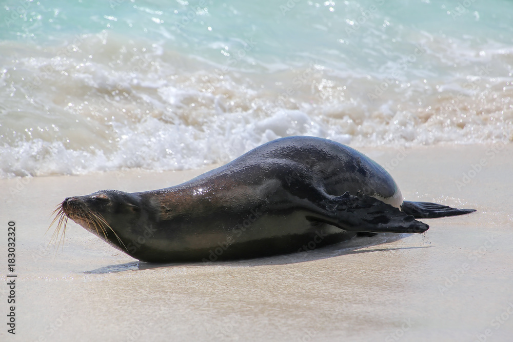 Obraz premium Galapagos sea lion lying on the beach at Gardner Bay, Espanola Island, Galapagos National park, Ecuador