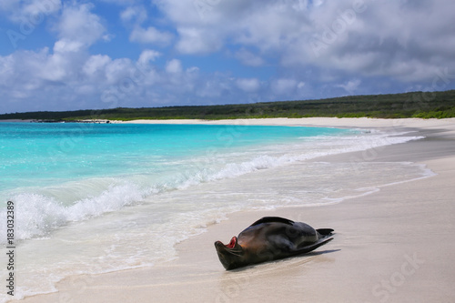 Galapagos sea lion lying on the beach at Gardner Bay, Espanola Island, Galapagos National park, Ecuador
