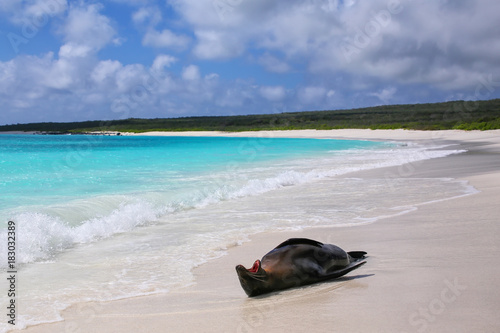 Galapagos sea lion lying on the beach at Gardner Bay, Espanola Island, Galapagos National park, Ecuador © donyanedomam