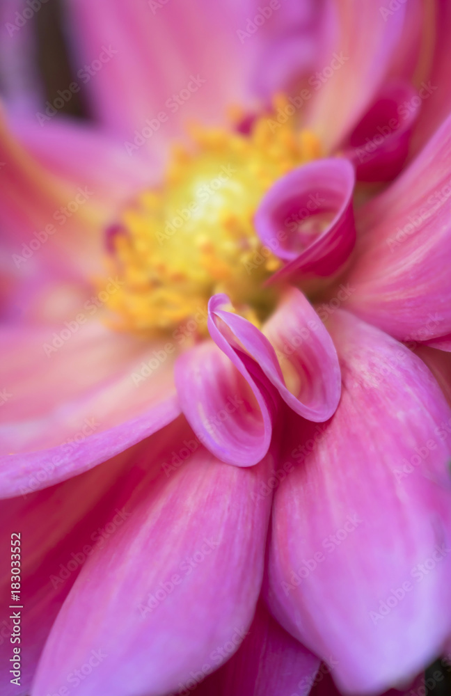 Fototapeta premium Vertical Close Up Petals Curved Like Hands