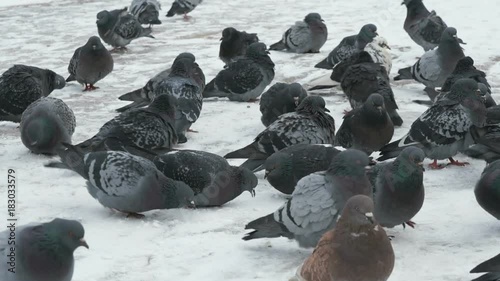 Flock of pigeons eating switchgrass in the urban park in cold winter outdoors photo