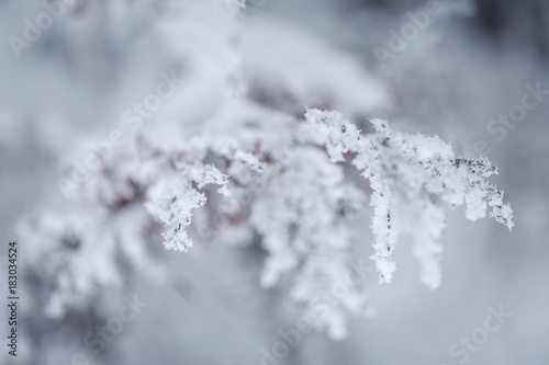 Fir branch in snow. Winter background.