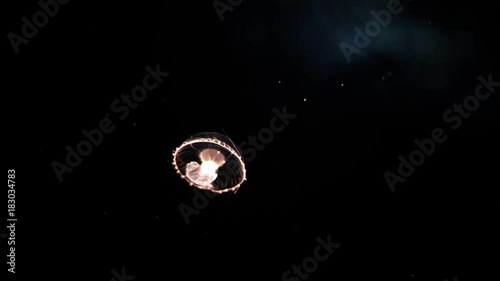 Mnemiopsis - Leidys Comb Jelly  photo