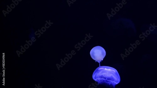 Moon Jellyfish