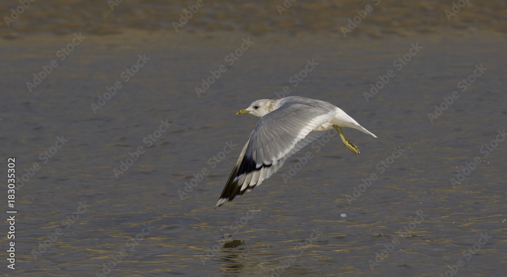 mouette