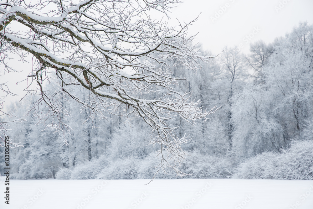 Winter wonderland scene background, landscape. Trees, forest in snow. Christmas, New Year time Winter wonderland scene background, landscape. Trees, forest in snow. Christmas, New Year time