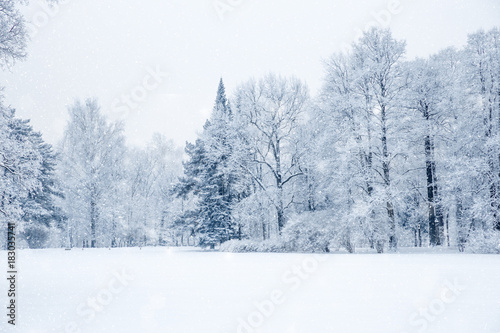 Winter wonderland scene background, landscape. Trees, forest in snow. Christmas, New Year time © Miramiska