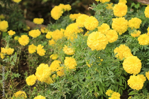 colorful flower in the garden