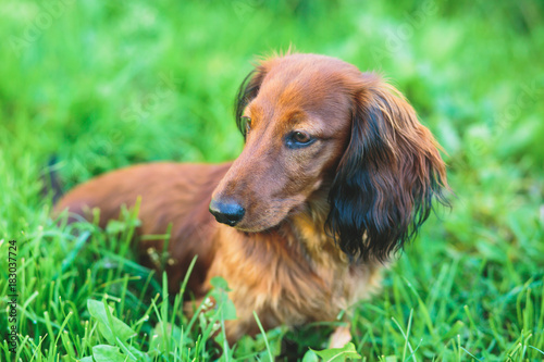 Beautiful Red Long-haired Dachshund portrait, summer picture of adult funny dachshund dog © tsuguliev