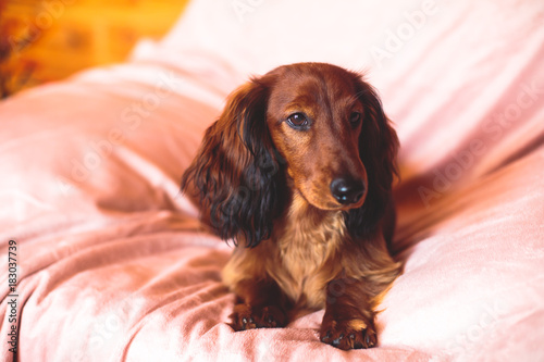 Beautiful Red Long-haired Dachshund portrait, summer picture of adult funny dachshund dog