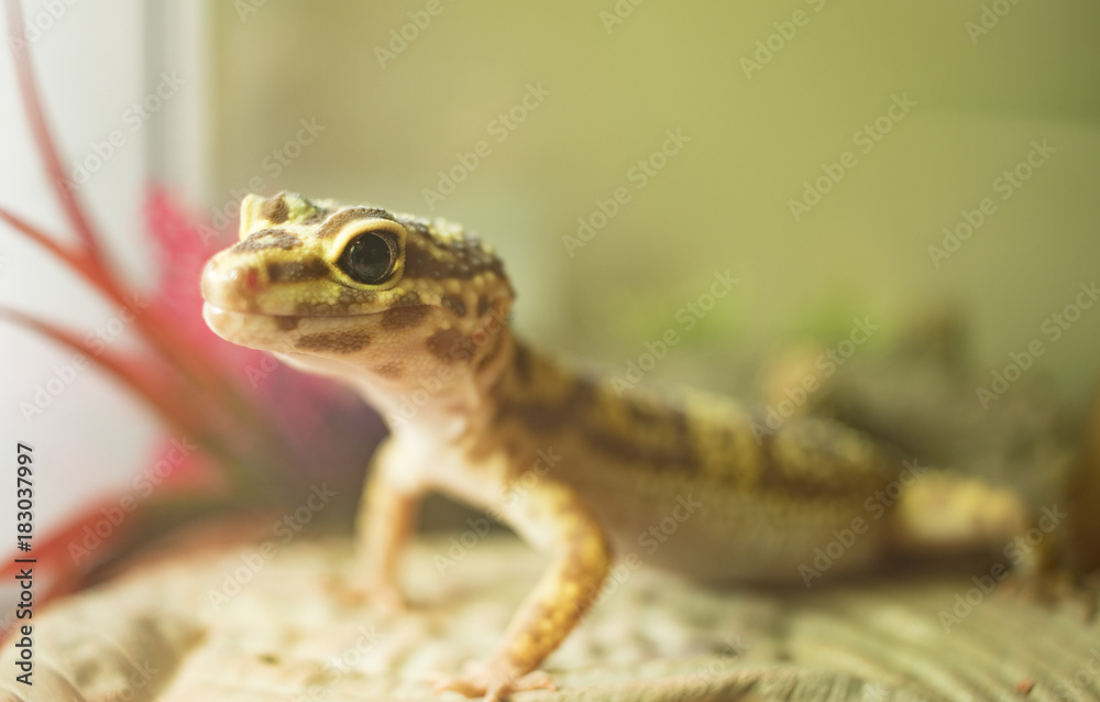 Obraz premium Leopard Gecko