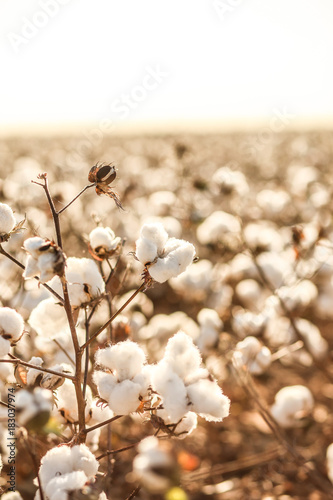 Quadro su tela Beautiful Cotton field in West Texas
