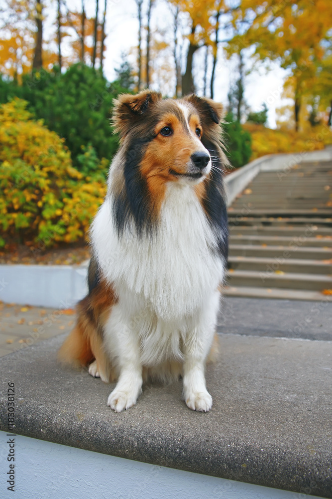 Obedient sable Sheltie dog sitting and posing near the concrete staircase in autumn park