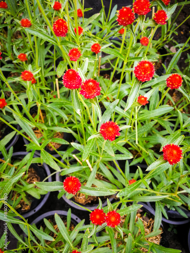 Red flower or Globe amaranth, Button agaga(Gomphrena globosa L.) beautiful in garden.