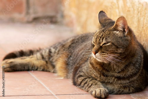 Adult grey cat relaxing outdoors at sunset © Jopstock