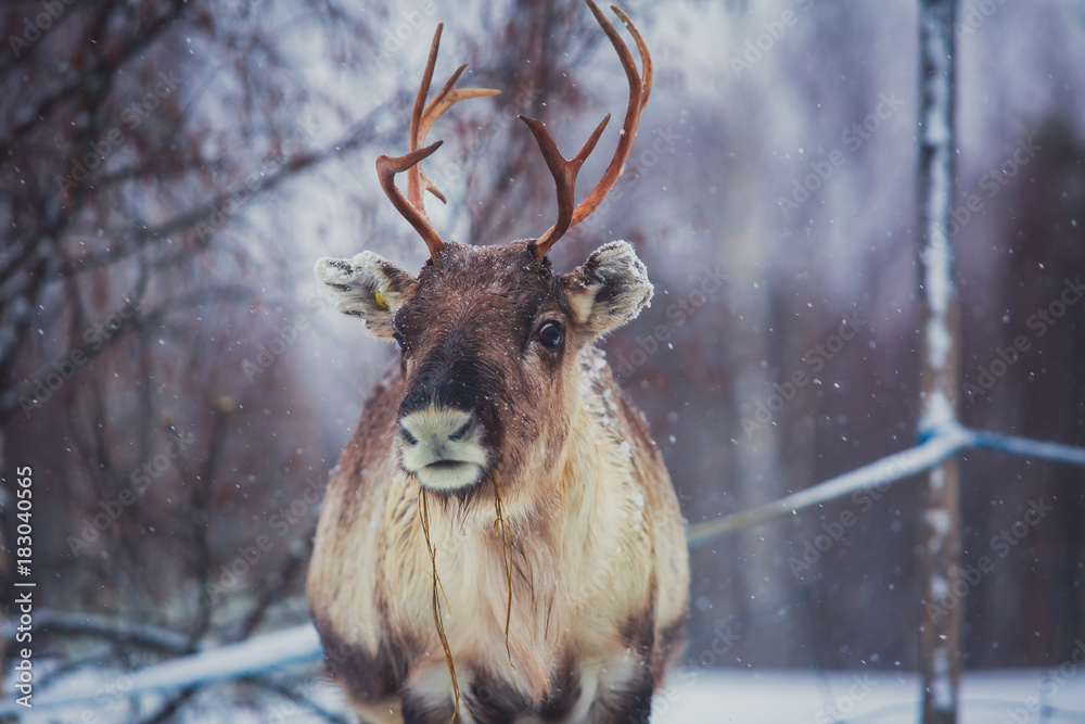 Fototapeta premium Group herd of caribou reindeers pasturing in snowy landscape, Northern Finland near Norway border, Lapland