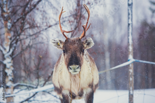 Canvastavla Group herd of caribou reindeers pasturing in snowy landscape, Northern Finland n