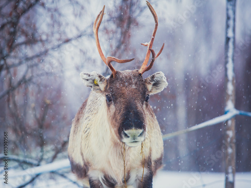 Canvas Print Group herd of caribou reindeers pasturing in snowy landscape, Northern Finland n