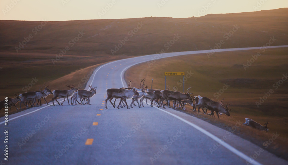 Fototapeta premium Herd of caribou reindeers pasturing and crossing the road near Nordkapp, Finnmark County, Norway