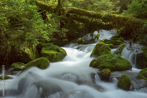 North Cascades Fraser Valley Waterfall in the dense temperate rain forest.