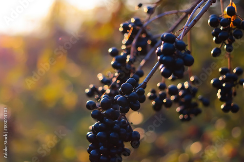 black berry bushes against the setting sun