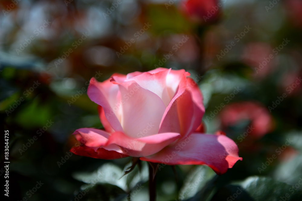 Obraz premium 可憐なバラの花