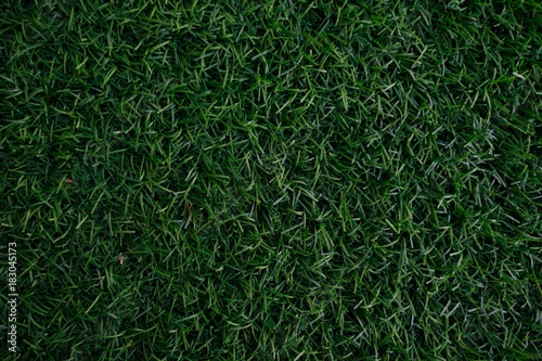 Field of fresh green lawn grass texture natural background .
