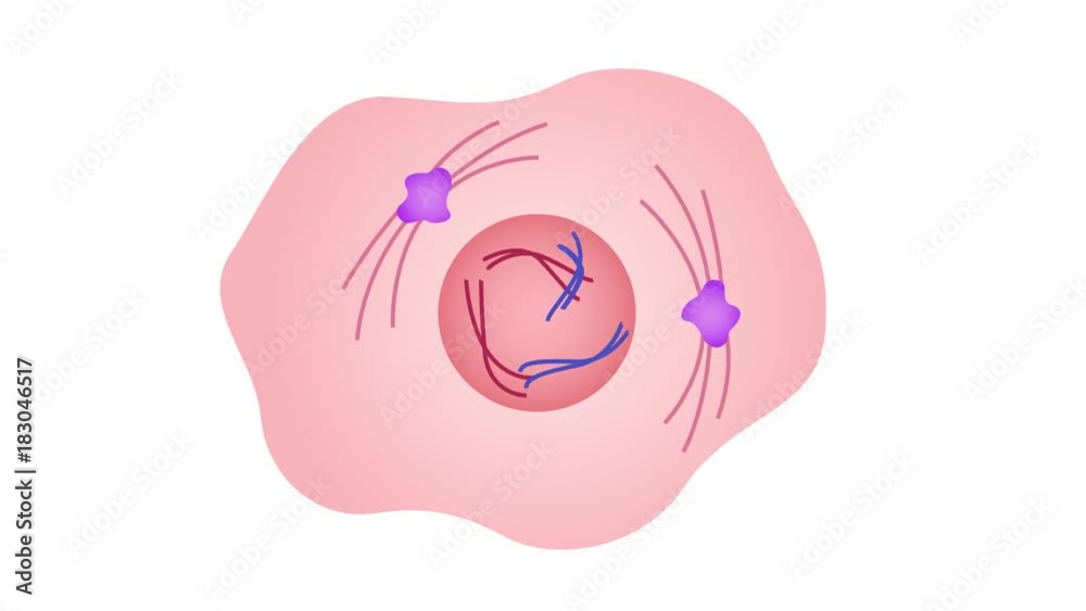 mitosis, the process of cell division and multiplication graphic animation