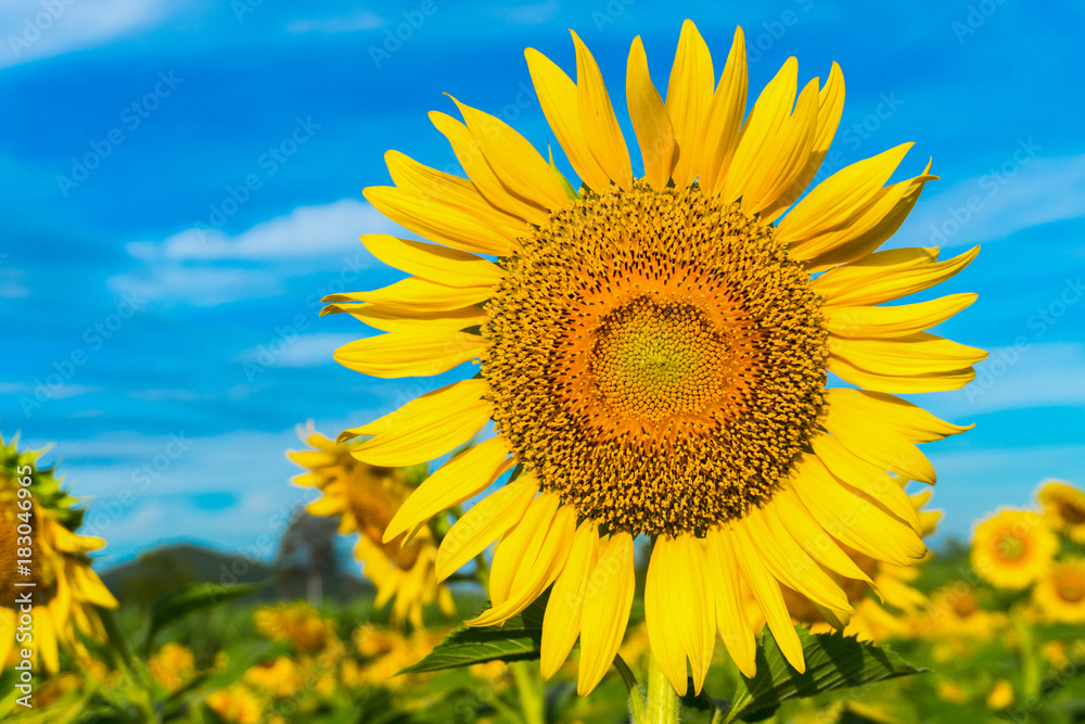 Sunflowers of the beautiful season. Sky background Sunflowers of the beautiful season. Sky background