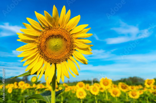 Sunflowers of the beautiful season. Sky background