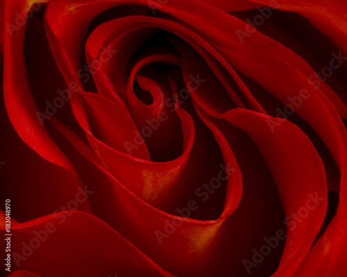 flowing red rose