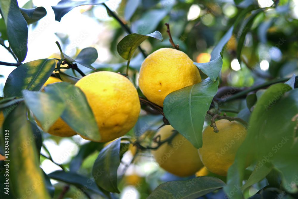 Yuzu tree - Japanese Citrus -