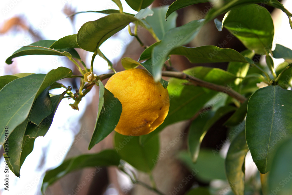 Yuzu tree - Japanese Citrus - Yuzu tree - Japanese Citrus -
