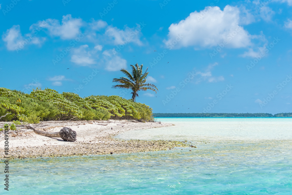 Exotic beach, in French Polynesia, with coconut tree on the turquoise sea
Exotic beach, in French Polynesia, with coconut tree on the turquoise sea