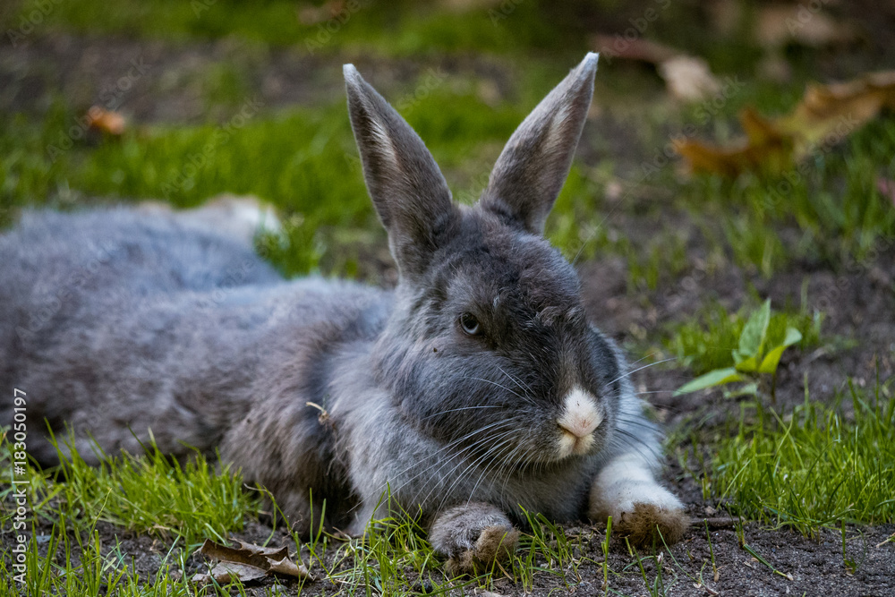 rabbit laying flat on the grass and giving you the look rabbit laying flat on the grass and giving you the look