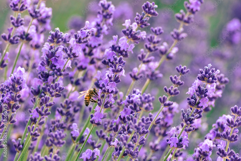 lavender field with bee on one lavender lavender field with bee on one lavender