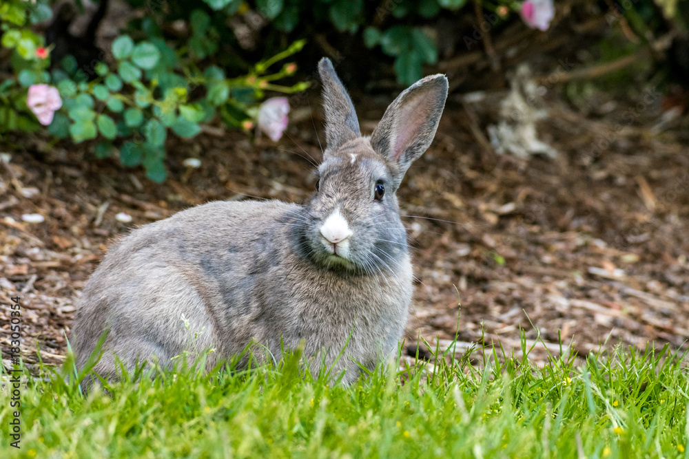 Obraz premium cautious rabbit turn its head and looking at you