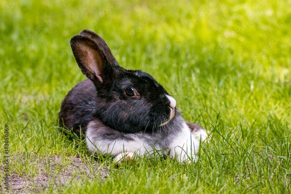 black rabbit laying on the grass with one eye looking at you black rabbit laying on the grass with one eye looking at you