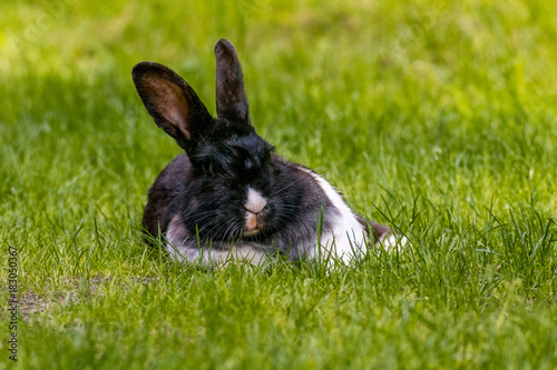 lazy rabbit lean on its shoulder and laying on the grass
