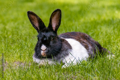 lazy rabbit laying on the grass resting 