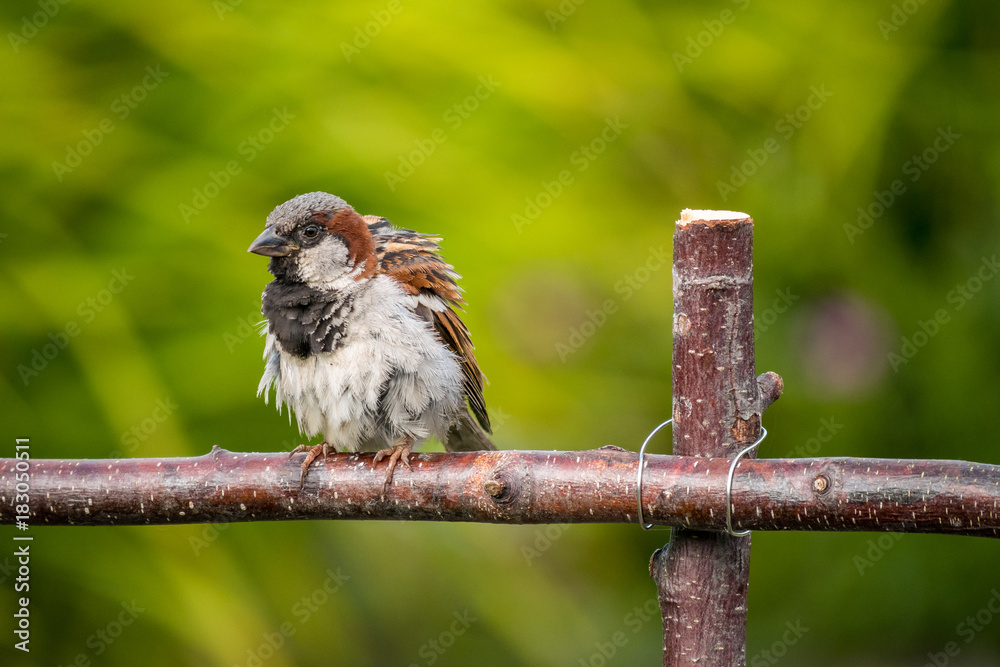 Naklejka premium sparrow resting on wood framework with blur green background