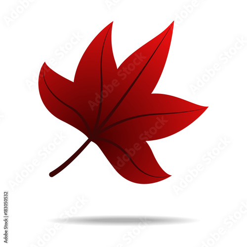 Maple leaf isolated vector