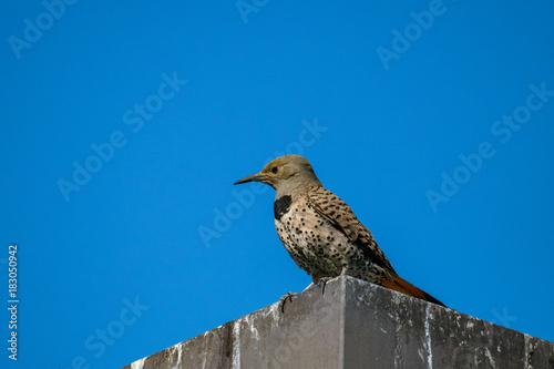 woodpecker standing on metal pole against blue sky